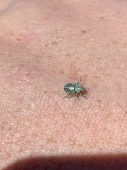 Miloderes amargosensis