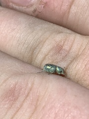 Miloderes amargosensis