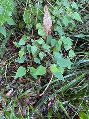 Homalanthus stillingiifolius