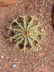 Ferocactus glaucescens