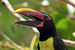 Pteroglossus viridis