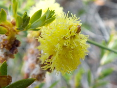Melaleuca thymoides