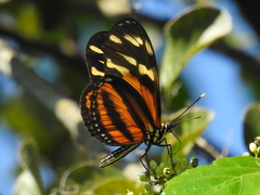Eueides isabella eva