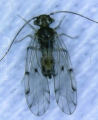 Ectopsocus briggsi