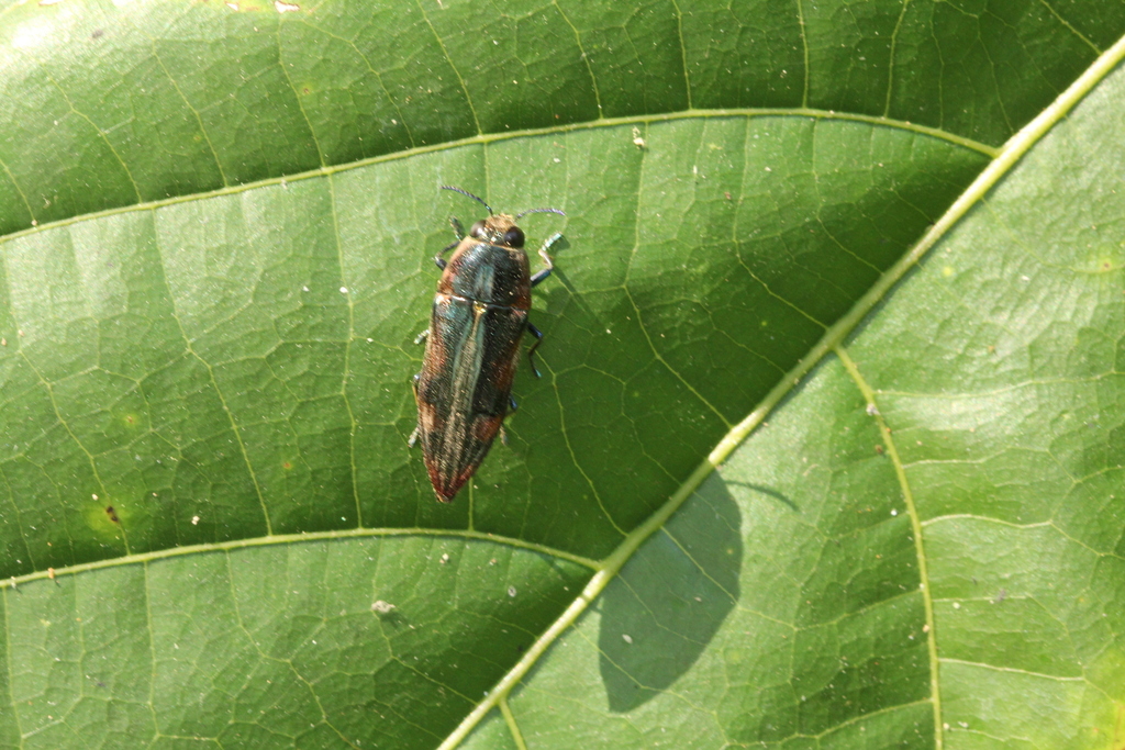 Pelecopselaphus chevrolatii