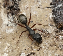Camponotus oxleyi