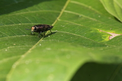 Pelecopselaphus chevrolatii