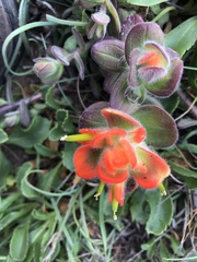 Castilleja mendocinensis