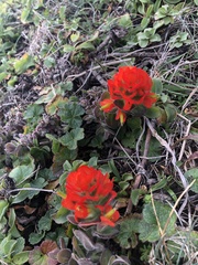 Castilleja mendocinensis