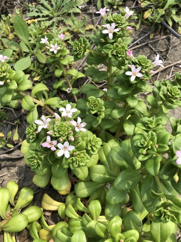 Lysimachia mauritiana iNat (2)