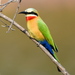 White-fronted Bee-Eater - Photo (c) copper, some rights reserved (CC BY-NC), uploaded by copper
