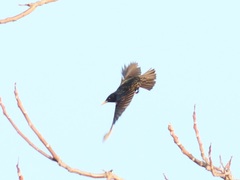 Sturnus vulgaris