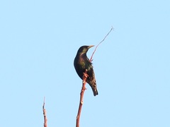 Sturnus vulgaris