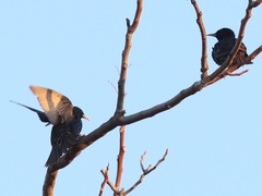 Sturnus vulgaris