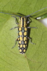 Spilotragus guttatus