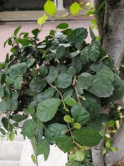 Ficus montana