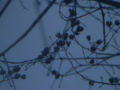 Lagerstroemia speciosa