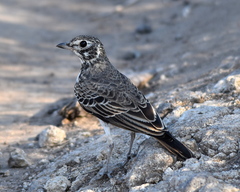 Pinarocorys nigricans