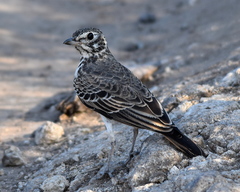 Pinarocorys nigricans