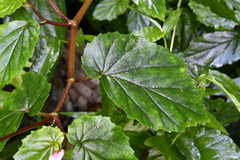 Begonia decandra