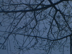 Lagerstroemia speciosa