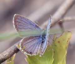 Hemiargus hanno hanno