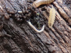 Macrosternodesmidae