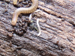 Macrosternodesmidae