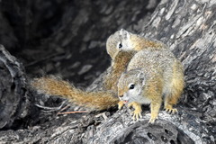 Paraxerus cepapi cepapi