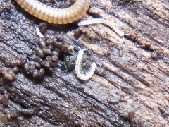 Macrosternodesmidae