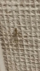 Pholcus phalangioides