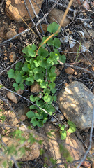 Dichondra occidentalis