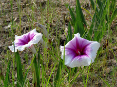 Ipomoea longifolia