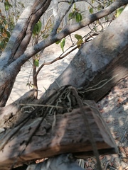 Trichocentrum cebolleta