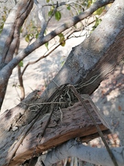 Trichocentrum cebolleta