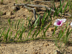 Ipomoea longifolia