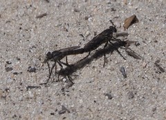 Lasiopogon