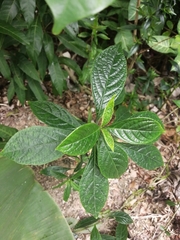 Strobilanthes crispa