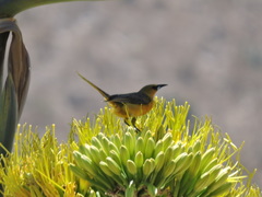 Icterus wagleri