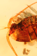 Diaptomidae