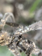 Coccoidea