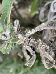 Coccoidea