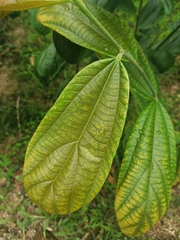 Alchornea