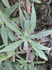 Coccoidea