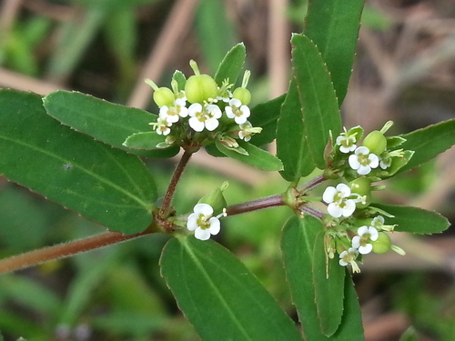 Euphorbia hyssopifolia image