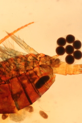 Diaptomidae