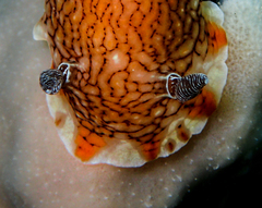 Aphelodoris lawsae