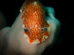 Aphelodoris lawsae