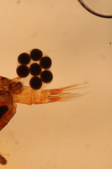 Diaptomidae