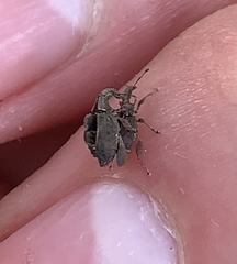 Stephanorhynchus crassus